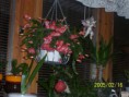 /album/bildgalleri/a100-0501-0001min-kaktus-2005-jpg/
